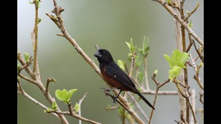 BEST TRAINING SONG quotPIJEPIJEquot Picolet  Curió  Chestnutbellied Seedfinch  Oryzoborus angolensis [upl. by Hairahcaz320]