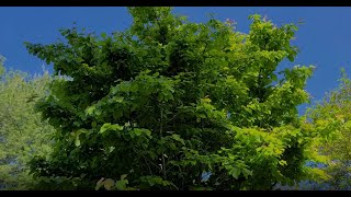 A Great MediumSized Tree Persian Ironwood Parrotia Persica [upl. by Ahsimak]