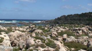 Visit to the Plant Microreserve of Phoenix theophrasti habitat type in Western Crete [upl. by Akiraa837]