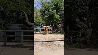 Ankole Cattle [upl. by Eimaral331]