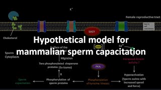 Sperm capacitation in mammal [upl. by Niamreg820]