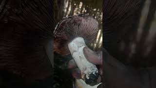 Button mushroom and fanOyster mushroom cultivation song [upl. by Nehgam]