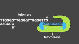 Telomere Replication [upl. by Yelsha]