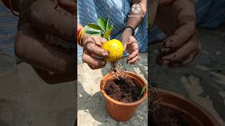 New skill Lemon tree from lemon 🍋 how to grow lemons from a seed  Lemongrass growing tips short [upl. by Dumanian]