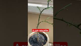 caterpillar eat all lemon leaf😫😫 shortvideo caterpillar homegarden lemonlime leaf [upl. by Most]