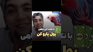 🤑با تکثیر ماهی فایتر پول پارو کن✌️ گوپی aquarium fishtank ماهی fish aquariumfish pets [upl. by Forbes]