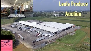 Leola Amish Produce Auction A Truck Drivers Perspective [upl. by Reeher]