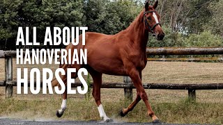 Hanoverian Horses 101 All You Need to Know [upl. by Georgia528]