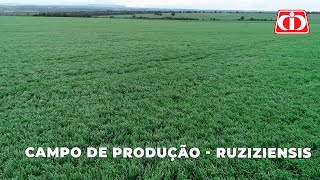 Confira o manejo no campo de produção de sementes da Ruziziensis [upl. by Zola489]