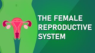 Understanding The Female Reproductive System [upl. by Iem]