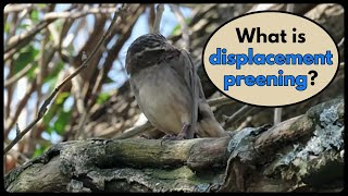 What is DISPLACEMENT PREENING [upl. by Nylassej]