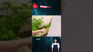 Review phim hay P40 xuhuong reviewphim phimhay phimhanhdong [upl. by Ciaphus]