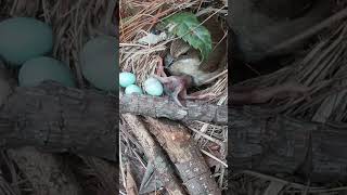 The cuckoo pushed out the third bird egg and I rescued them all back to nest杜鹃鸟把第3颗蓝色鸟蛋推出来了 cuckoo [upl. by Trebornhoj]