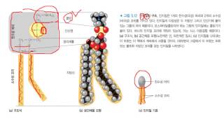 인지질의구조 [upl. by Scibert]
