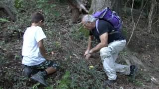 funghi amanita caesarea Ticino [upl. by Gignac355]