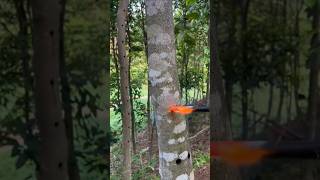 Tree Inoculation EXPLAINED [upl. by Olnton]