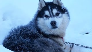 Raid en chiens de traineaux dans les Alpes  Beaufortain [upl. by Radie538]