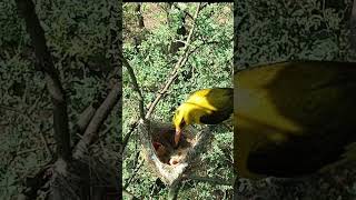 Golden Hatchlings A Glimpse Into Oriole Life [upl. by Panthia647]