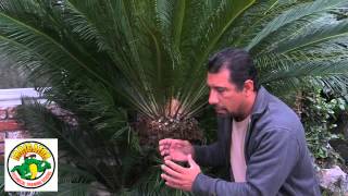 How to Trim a Sago Palm  Cycas Revoluta [upl. by Pizor]