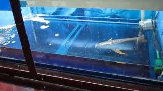 Swim Bladder Arowana 20April recover use 4items [upl. by Soane]