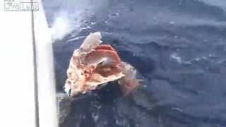 800 Pound Black Marlin eaten by tiger shark [upl. by Repsihw]