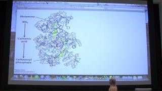 39 Biochemistry Nucleotide Metabolism I Lecture for Kevin Aherns BB 451551 [upl. by Nyliac915]