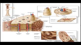 بافت شناسی استخوان Bone Histology پزشکی جان کوئیرا استخوان شناسی و جنین شناسی استخوان [upl. by Semmes]