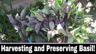 How to Harvest and Preserve Basil [upl. by Shana]