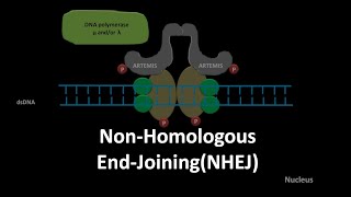 Non homologous end joining DNA repair [upl. by Lucille856]