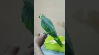 Meet the Charming BlueFronted Amazon Parrot birds parrot birdslover talkingparrot amazon [upl. by Afaw]