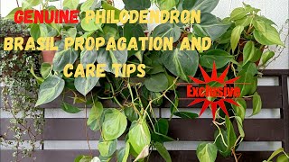 How To Propagate And Take Care Of Philodendron Brasil  Heartleaf  Sweet Heart [upl. by Niliram]