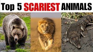 TOP 5 SCARIEST ANIMALS [upl. by Legna10]