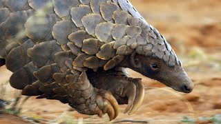 Pangolins and Aardvarks Search for Termites  4K UHD  Seven Worlds One Planet  BBC Earth [upl. by Lissi]