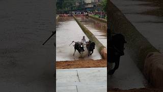 Kambala Start today mangalore race trending motivation [upl. by Assirok]