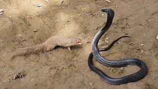 See how Mongoose defeat the huge Black Cobra [upl. by Kosiur177]