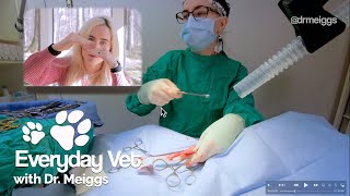 Dog Spay Surgery  Canine Ovariohysterectomy Detailed Walkthrough [upl. by Noerb1]