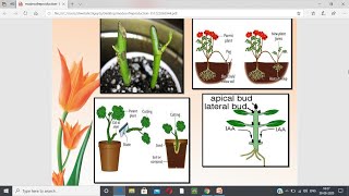 DOMESTICATION IN PLANTS Principles of Plant Breeding Series [upl. by Preiser717]