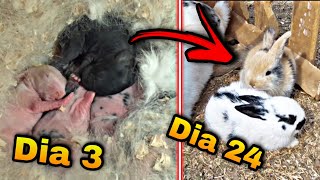 Proceso de Crecimiento De Conejitos 🐇 DIA 1 A DIA 24  Ratas de campo y mis animales [upl. by Evadne723]