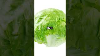 Iceberg Lettuce has a water content of 96 facts salad lettuce [upl. by Olaznog]