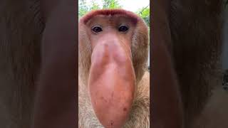 Proboscis Monkey Makes Funny Noises [upl. by Bluefield739]