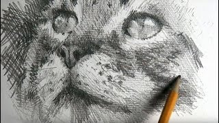 DRAWING  NARRATED  REALTIME  How to draw a cat [upl. by Areyk]