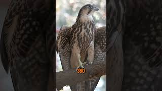 Peregrine falcon is the fastest Can reach up to 380 Kmh 240 Mph 3 times faster than cheetah [upl. by Lemaceon]