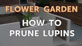 How to Prune Lupins [upl. by Romola142]