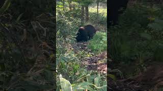 ヒグマ サホロベアマウンテン  Brown bear in Sahoro Resort Bear Mountain [upl. by Noswad896]