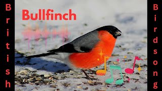 The Bullfinch  British Birdsong [upl. by Asp]