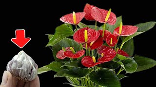 Please do this urgently Your anthurium will bloom brilliantly all year round [upl. by Enalda]