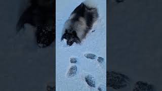 quotpawtography timequot keeshond shorts fyp doglover snow cute [upl. by Caesaria]