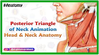 Posterior Triangle Of Neck Animation  Head and Neck anatomy  USMLE Step 1 [upl. by Anisah]