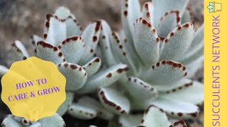 How To Grow amp Care For Kalanchoe Tomentosa Panda Plant [upl. by Aryk]