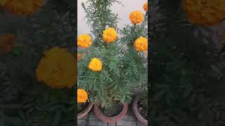 merigold flowers plants my terrace short video [upl. by Turnbull]